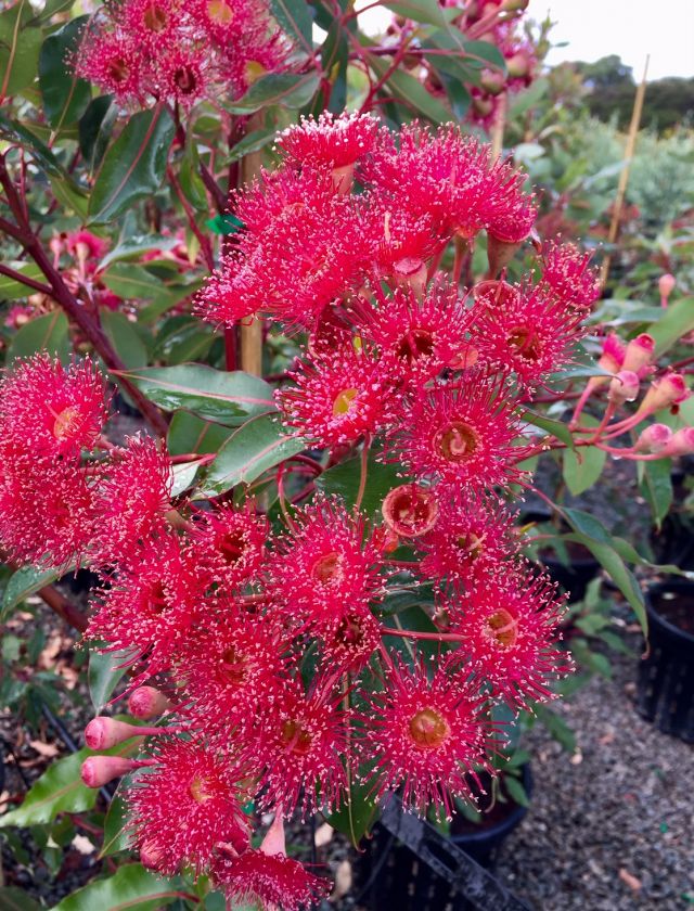 Corymbia Ficifolia 'Wildfire' - GRAFTED RED FLOWERING GUM featured image