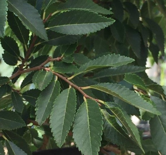 Ulmus Parvifolia 'Todd' - CHINESE ELM featured image