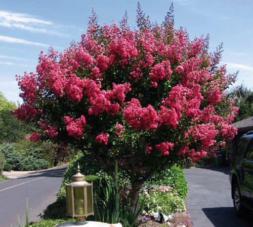 Lagerstroemia Indica X Fauriei 'Tuscarora' - PINK CREPE MYRTLE featured image