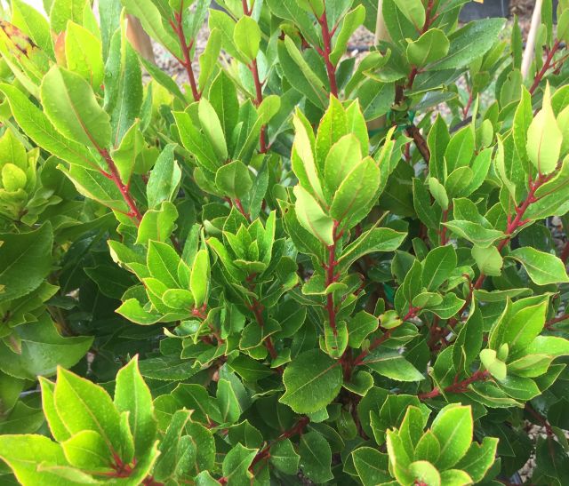 Arbutus Unedo - IRISH STRAWBERRY TREE featured image