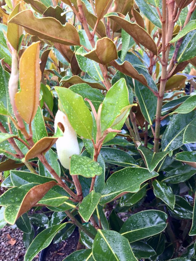 Magnolia Grandiflora 'Little Gem' featured image