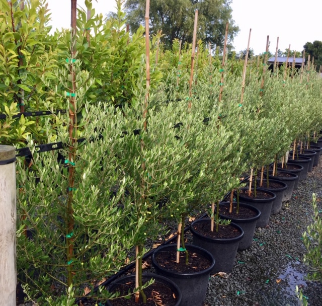 Olea Europea 'Bambalina' featured image
