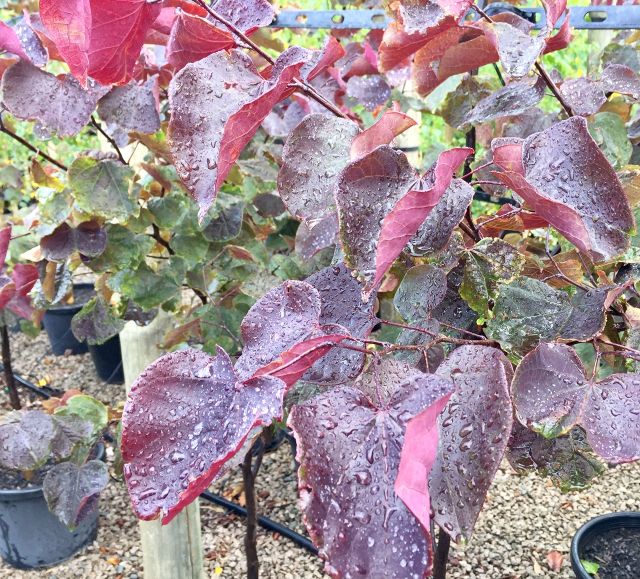Cercis Canadensis 'Forest Pansy' featured image