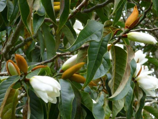 Michelia Doltsopa' featured image