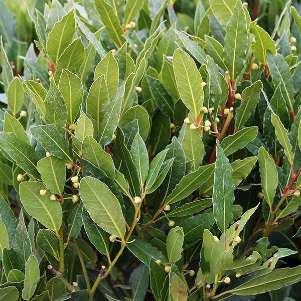 Laurus Nobilis - BAY TREE featured image