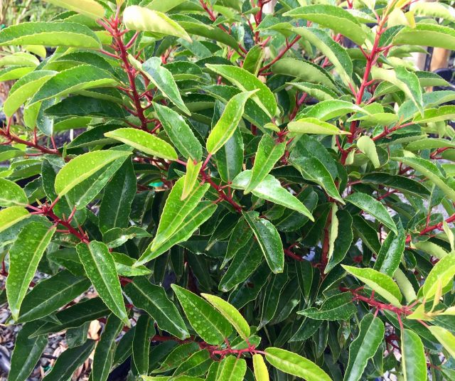 Prunus Lusitanica - PORTUGESE LAUREL featured image