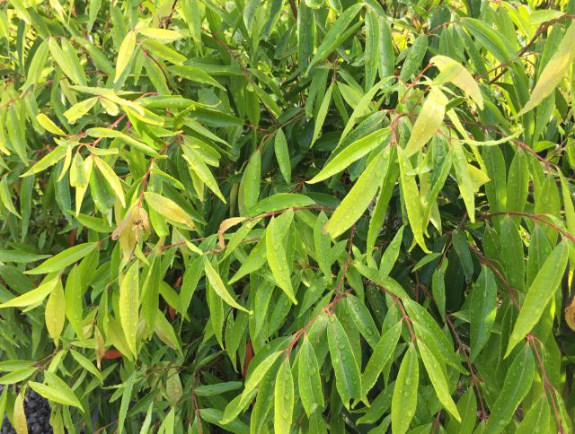Waterhousea Floribunda - WEEPING LILLYPILLY featured image